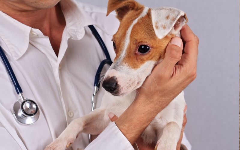 When Should You Seek Emergency Veterinary Care?